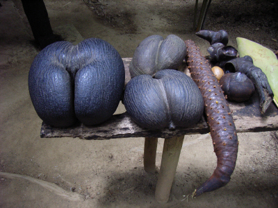 Praslin - Vallee de Mai - Coco de Mer 2.JPG