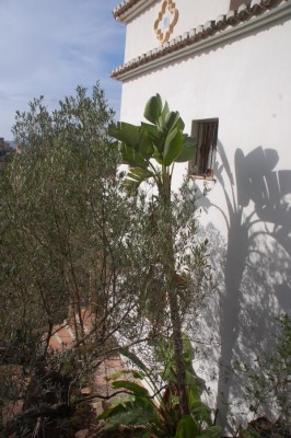 Sterli volle Größe.JPG (152.05 KiB) 4681 mal betrachtet Strelizie nicolai an der Ostseite unseres Hauses