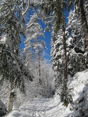 Winterwald 3.jpg
