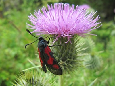 Schmetterling.jpg
