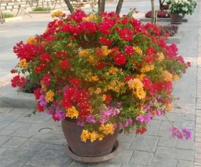 Farbenpracht im Topf: verschiedene Bougainvillea wurden hier zusammengepflanzt.