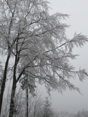 Winterbaum.jpg