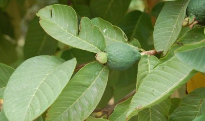 B Avocado DSC_0027.JPG (98.3 KiB) 2174 mal betrachtet Avocado