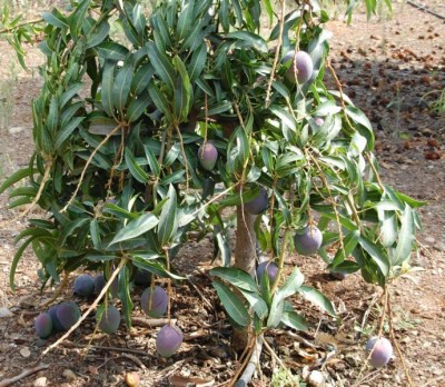 B Mangos.JPG (154.72 KiB) 2174 mal betrachtet Mangos