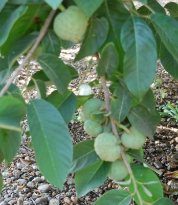 B Chirimoyas DSC_0023.JPG (94.27 KiB) 2174 mal betrachtet Cherimoya