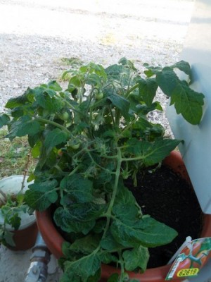 017.jpg (83.37 KiB) 4458 mal betrachtet Oh bald gibt es eigene tomaten