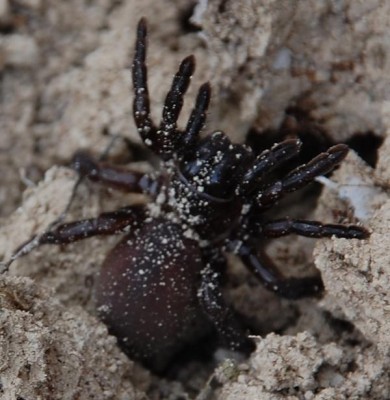 Drohend verteidigt die Spinne ihre Röhre.