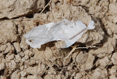 festes Spinnennetz.JPG (138.53 KiB) 2101 mal betrachtet Reste eines Netzes, mit dem die Röhren ausgekleidet sind.