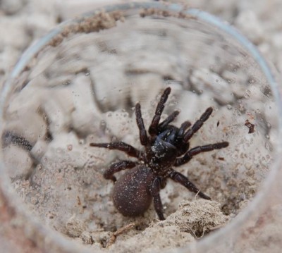 Spinne 3,5 cm.JPG (80.32 KiB) 2599 mal betrachtet gefangene Spinne, 3,5 cm