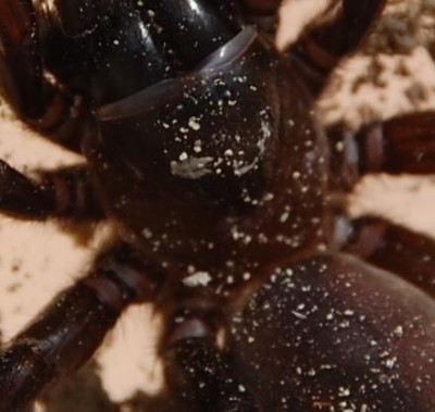 Spinne farbige Beinringe.JPG (54.62 KiB) 2556 mal betrachtet farbige Beinringe