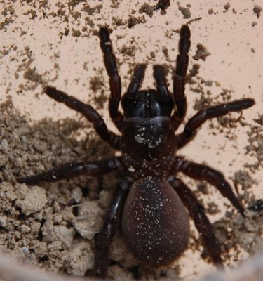 Spinne Makro