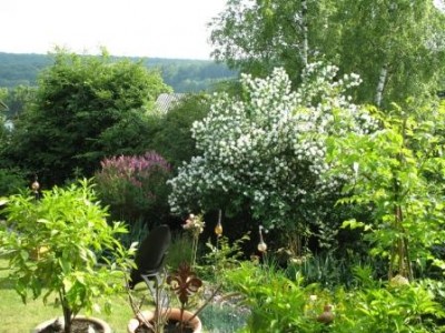 Garten 2.jpg (48.44 KiB) 3096 mal betrachtet Jasmin