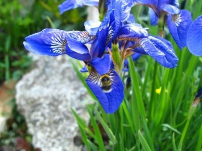 Iris