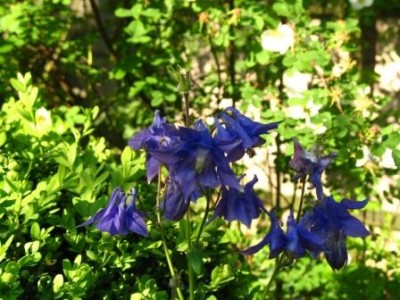 Akeleien, die du auch im Garten hattest, Miramar