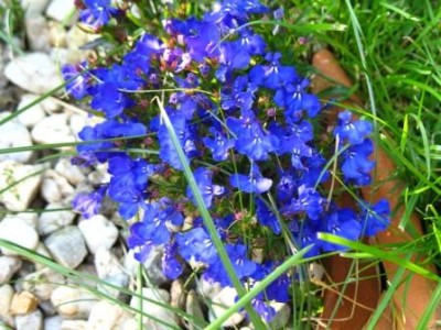 Lobelia, allgemein unter &quot;Männertreu&quot; bekannt