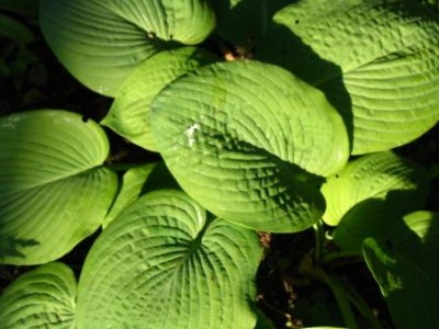 Garten5 Funkie.jpg (29.23 KiB) 2824 mal betrachtet Im Schatten hatte ich verschiedene Funkien stehen.