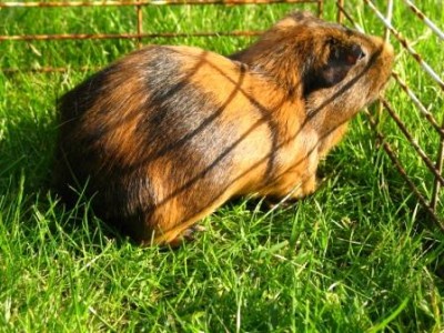 Tja, und das war unsere Meersau namens &quot;Kötelfred&quot;. Die kam im Sommer auch in den Garten.