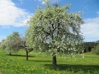 Baum.jpg