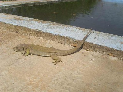 Leguan, Sa. 9.6.12. 003.jpg