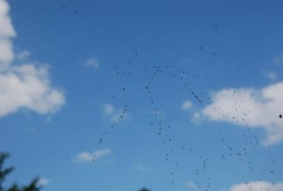 im Spinnennetz
