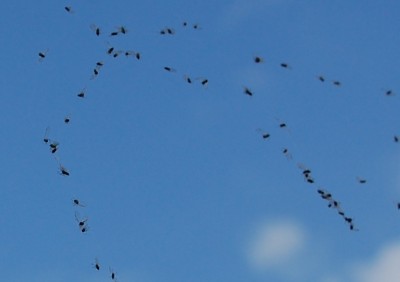Kleine Fliegen