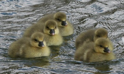 Baby-Enten09.05.2013.jpg