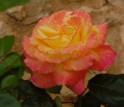 Meine unbekannte Rose
