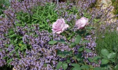 Grandiflora Sissi, dahinter lila blühender Salbei, rechts davon knospender Lavendel im selben Farbton