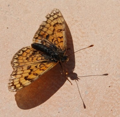 Rätsel Schmetterling.JPG (169.15 KiB) 2597 mal betrachtet Scheckenfalter