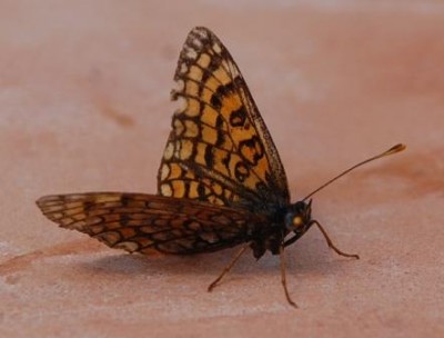 Scheckenfalter DSC_1049.JPG