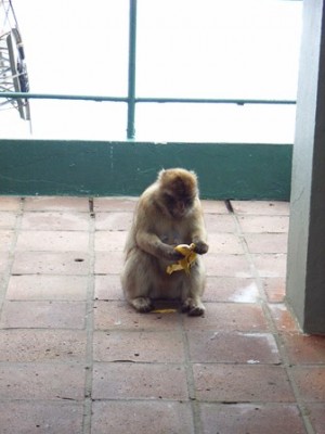 Affe Gibraltar.jpg