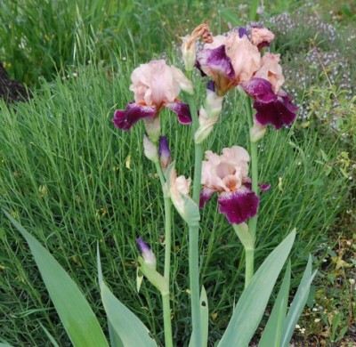 Iris lila DSC_0703.JPG