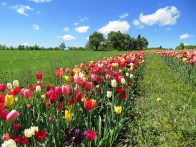 Tulpen 1.jpg