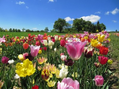 Tulpen 2.jpg