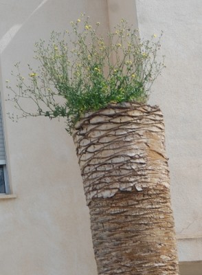 Palme - auch eine Möglichkeit.JPG (212.45 KiB) 6408 mal betrachtet dieses abgestorbene Exemplar, in dessen Krone sich offensichtlich Unkraut wohl fühlt.