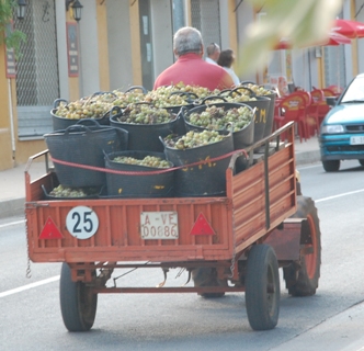 Wein2.JPG