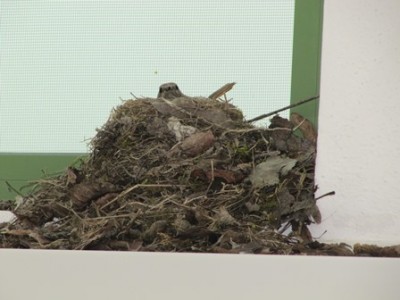 Vogelnest 1.jpg