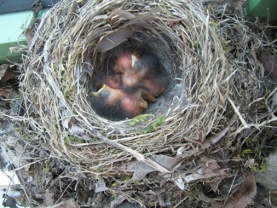 Vogelnest 2.jpg