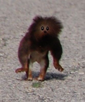 Hermann, der Waldschrat.jpg (73.27 KiB) 2851 mal betrachtet Das ist Hermann, unser Ober-Waldschrat mit den trainierten Oberarmmuskeln