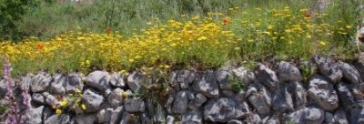 Mauerblümchen DSC_0715.JPG
