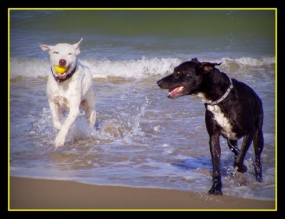 Badespaß in LaMarina Playa