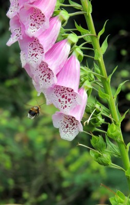 1-DSCN2960.JPG