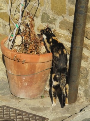 Katze 02.jpg