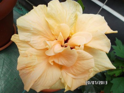 1004636_10151831672791159_519451986_n.jpg (68.43 KiB) 2260 mal betrachtet DerAbleger