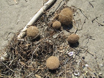 Marina di Albarese - Strand - Neptungrasbällchen 01.jpg