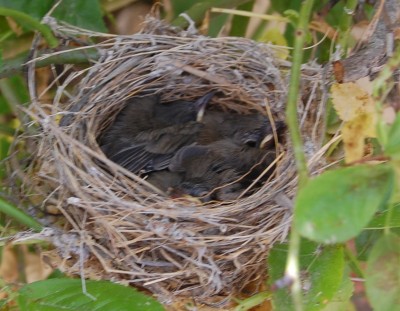 Gerade lagen sie noch alle im Nest