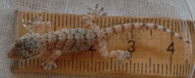 Gecko Ia.JPG (163.39 KiB) 4485 mal betrachtet Kapitaler "Hirsch"