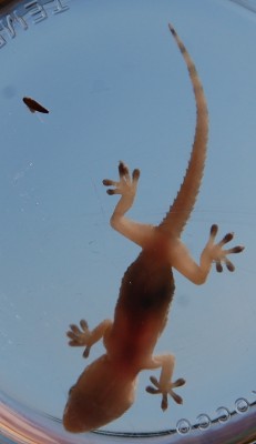 Gecko II.JPG (180.54 KiB) 4492 mal betrachtet Bauchseite