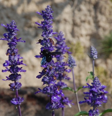 Holzbiene auf Salvia azul.JPG (266.5 KiB) 2544 mal betrachtet Holzbiene auf Salvia azul