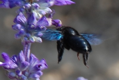 Holzbiene im Anflug.JPG (145.3 KiB) 2544 mal betrachtet Holzbiene im Anflug